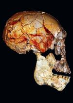 Poskładane obrazy fragmentów czaszki praczłowieka znanych wcześniej oraz odkrytych teraz 