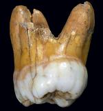 Znaleziony w jaskini ząb to ważny dowód na istnienie denisowian