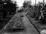 Winobranie w Szkole Ogrodniczej: plantacje wymarzły już pierwszej zimy po wejściu Sowietów