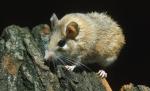 Myszy kolczaste żyjące na wolności w Afryce są chętnie hodowane w domach