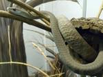 Mamba czarna to najbardziej jadowity wąż afrykański