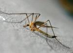 Jeszcze w tym stuleciu malaria opanuje Arktykę  