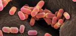 55 tys. pokoleń bakterii Escherichia coli obserwowali badacze w laboratorium  w Grenoble