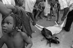 Ubój rytualny podczas muzułmańskiego Święta Ofiar, Abidżan (Wybrzeże Kości Słoniowej) 