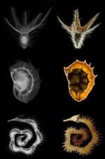 Mikroradiograficzny obraz nasion – wyróżnienie w kategorii zdjęcia. Fot. Science/ V. Sykora; J.Zemlicka, F. Krejci, J. Jakubek; Czech Technical University