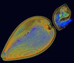 Samoobrona – morski ślimak i małż na trójwymiarowej fotografii rentgenowskiej. Fot. Science/Kai-hung Fung/Pamela Youde Nethersole Eastern Hospital