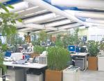 Firmy coraz częściej starają się   w biurach open space zapewnić jak najwięcej prywatności. Pomaga w tym zieleń, na którą stawia np. Mars Polska. Na zdjęciu zielony open space  w biurze  firmy w Sochaczewie  