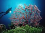 Koralowce należą do gatunków najbardziej zagrożonych z powodu globalnego ocieplenia 