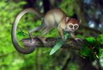 Przodek małp i człowieka prowadził dzienny tryb życia i polował na owady w gałęziach drzew. 