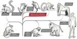 Drzewo genealogiczne ssaków naczelnych