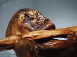 Znalezione  w mózgu białka świadczą  o tym, że Ötzi przed śmiercią  otrzymał cios w głowę  