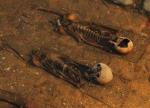 Naukowcy zbadają średniowieczne kości  