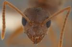 „Szalone mrówki” tak się rozmnożyły, że w niektórych miejscach jest ich 100 razy więcej niż przedstawicieli innych gatunków.