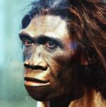 Nasz przodek: Homo erectus. Fot. Tim Evanson