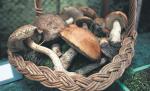 Oprócz kożlaków czy borowików do jedzenia nadaje się  ok. 1000 gatunków grzybów