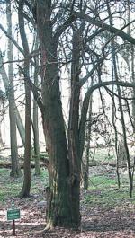Chrobry, najokazalszy cis w Borach Tucholskich, ma ponad pięć wieków