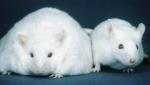 Na tych myszach naukowcy testowali dzialanie leptyny, białka odpowiadającego za metabolizm