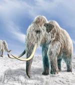 Kiedy tundra zastąpiła stepy, zabrakło traw dla mamutów 