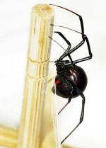 Czarna wdowa, pająk rodem z USA, znalazła świetne warunki życia w Polsce