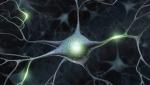 Neurony i zjawiska  w nich zachodzące wciąż są stosunkowo słabo poznane   