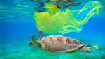 Żółwie mylą torby foliowe z meduzami, połykają je i giną w męczarniach – uduszone albo z głodu
