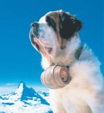 Bernardyn – jeden z symboli Szwajcarii – na tle Matterhornu