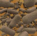 W ciele człowieka żyją biliony bakterii 