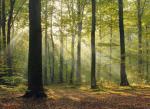 Nowa polityka w polskich lasach: odbudowa  i zachowanie zdrowego środowiska  ma być ważniejsze  niż pozyskiwanie drewna 
