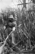 Fidel Castro udziela się na plantacji trzciny cukrowej w latach 60. Nie ma jak autarkia