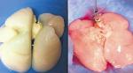 Płuca (na zdjęciu z prawej) wyhodowano z ludzkich komórek zanurzonych  w odżywczej kąpieli