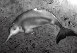 Delfin chiński wyginął całkiem niedawno, głównie z powodu  nadmiernych połowów w rzece Jangcy 