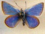 Motyl Glaucopsyche xerces  wyginął  w wyniku zabudowy  wybrzeża Kalifornii 