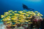 Archipelag to jedna wielka rafa koralowa Na pierwszym planie ławica stworzeń znanych jako Lucjan kaszmirski (Lutjanus kasmira) 