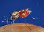 Najbardziej niebezpieczne zwierzę świata – komar przenoszący malarię  