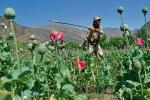 Członek afgańskich sił bezpieczeństwa niszczy nielegalne zasiewy maku opiumowego w afgańskiej wysokogórskiej prowincji Kunar.  W świetle raportów traktujących o tysiącach hektarów ukrytych w górach plantacji wydaje się, że tradycyjne porzekadło, mówiące o motyce i niemożności, powinno współcześnie brzmieć „z maczetą na słońce”.  Fot. Noorullah Shirzada