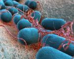 Połowa infekcji E. coli jest oporna na działanie najczęściej stosowanych leków