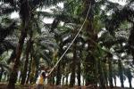 Na indonezyjskiej Sumatrze rozpoczęły się właśnie żmudne zbiory owoców palmy olejowej. Kwestią wyobraźni pozostaje, jak wyglądają tam dożynki 
