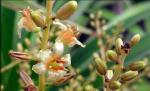 Kwiat nowo odkrytego smoczego drzewa z Tajlandii  