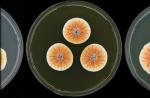 Pomarańczowa penicylina – grzyb dotąd nieznany