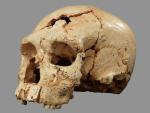 Do którego gatunku należeli mieszkańcy okolic Atapuerca  400 tys.  lat temu?
