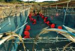 Więźniowie Guantánamo: dobre kadrowanie działa na opinię publiczną Zachodu