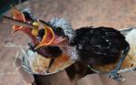 Kolejny posiłek dwóch trzytygodniowych piskląt sójkowca w parku ornitologicznym Walsrode w Saksonii. Macierzyństwo: najważniejsze. Fot.  Holger Hollemann