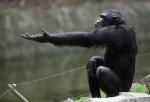 Szympans potrafi wyrazić gestem to, czego nie umie przekazać głosem