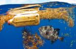 Odpady z tworzyw sztucznych powodują trwałe uszkodzenia w przewodach pokarmowych ryb, morskich ssaków i ptaków