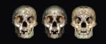 Montaż zdjęć – prawdziwej czaszki z Flores oraz złożonej z prawej i lewej strony oraz ich lustrzanego odbicia – to dowód na zespół Downa