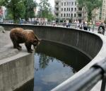 Tam, gdzie dziś jest wybieg, staną rzeźby niedźwiedzi  