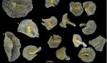 Odkryte organizmy Dendro gramma mają wielkość zaledwie kilku milimetrów