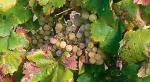 W rejonie Sauternes czeka się, aż na winogronach pojawi się pleśń 