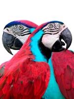 Papugi są krewniakami naszych pospolitych wróbli 