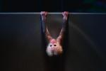 Co, już przyszedł Nowy Rok? W tym sympatycznym spojrzeniu makaka możemy wyczytać wszystko. Mała małpka urodziła się dwa miesiące temu w zoo w jednej ze wschodnich prowincji Chin. Jak donoszą miejscowi dziennikarze, jest specjalistką w wykonywaniu przeróżnych akrobacji.  